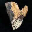 Large, Rooted Triceratops Tooth - #4469-1